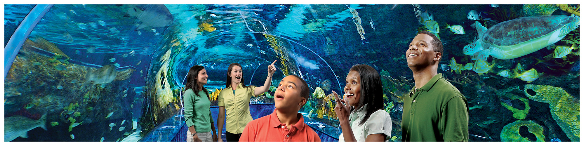 Ripley's Aquarium of the Smokies (Header Background) | Gatlinburg Attractions