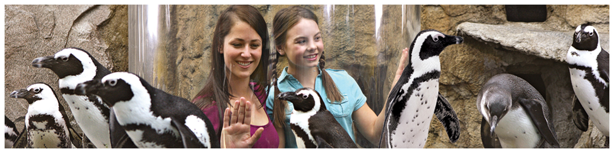 Ripley's Penguin Playhouse (Header Background) | Gatlinburg Attractions