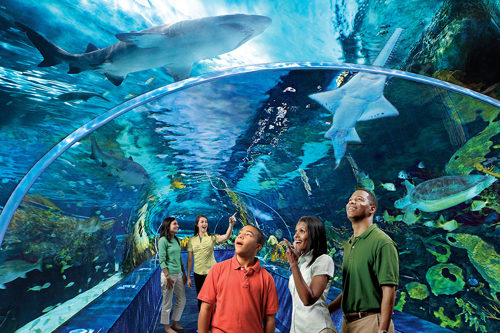 Ripley's Aquarium of the Smokies (Slider Image 2) | Gatlinburg Attractions